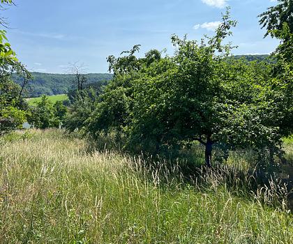 Großzügiges Baugrundstück in Ortsrandlage von Niedermirsberg